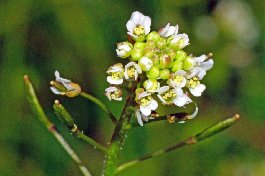 Draba muralis / Draba dei muri